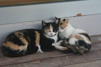 Katzen in Pergamon