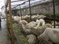 Opfertiere