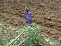 Türkei, Adatepe, Lupine