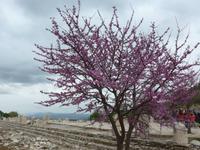 Türkei, Ephesus, Judasbaum