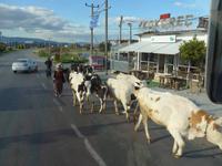 Türkei, Gölyaka