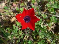 Türkei, Wanderung von Gölyaka zum Kloster, Anemone
