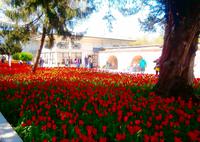 Topkapi - Palast - Tulpenmeer