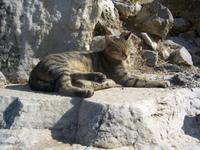 in Ephesus