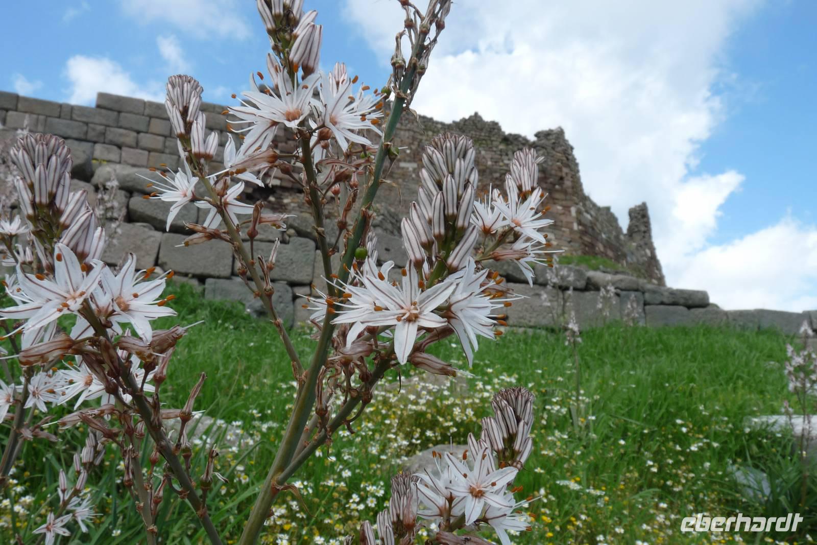 in Pergamon