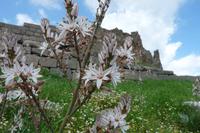 in Pergamon