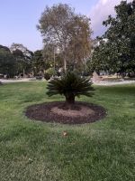 kleine Palme auf dem Weg zum Abschiedsessen