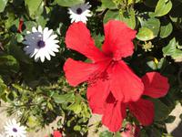 027 Hibiskus