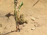 150 Bergoase Chebika