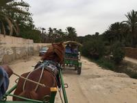178 Kutschfahrt in der Oase Tozeur