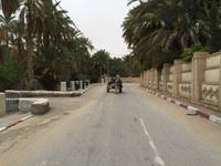 179 Kutschfahrt in der Oase Tozeur