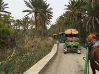 181 Kutschfahrt in der Oase Tozeur