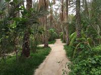 185 in der Oase Tozeur