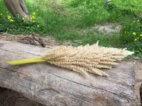 187 in der Oase Tozeur