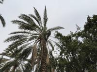 190 in der Oase Tozeur