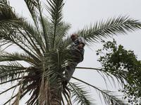 191 in der Oase Tozeur