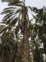 192 in der Oase Tozeur