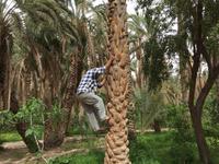 194 in der Oase Tozeur