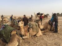 229 Dromedar-Ausritt