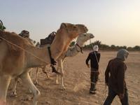 235 Dromedar-Ausritt