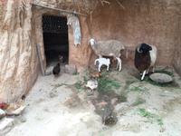 250 Höhlenwohnungen in Matmata