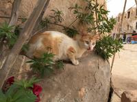 278 Ksar in Medenine