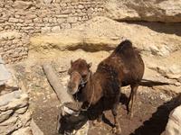 302 Berberdorf Chenini