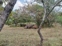 Nashorn, Ziwa Rhino Sanctuary, Uganda
