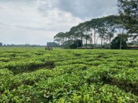 Teeernte, Fort Portal, Uganda