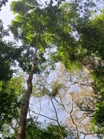 Kibale Nationalpark, Uganda
