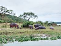 Nilpferde, Kazinga Kanal, Uganda