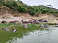 Nilpferde, Kazinga Kanal, Uganda