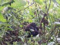 Gorilla, Bwindi Impenetrable Nationalpark, Uganda