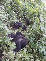 Gorilla, Bwindi Impenetrable Nationalpark, Uganda