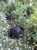 Gorilla, Bwindi Impenetrable Nationalpark, Uganda