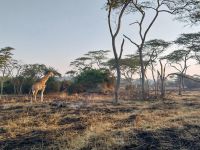 Walking-Safari, Lake Mburo Nationalpark, Uganda