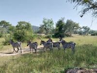 Zebras, Lake Mburo Nationalpark, Uganda