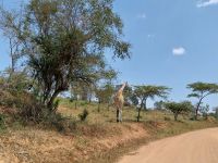 Giraffe, Lake Mburo Nationalpark, Uganda