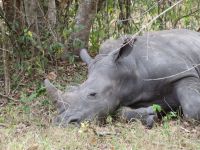 Nashorn, Ziwa Rhino Sanctuary, Uganda