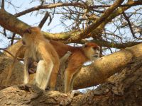 Murchison Falls NP, Uganda