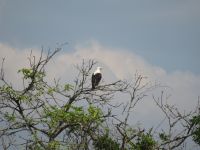 Murchison Falls NP, Uganda
