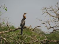 Murchison Falls NP, Uganda