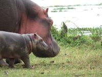 Nilpferde, Kazinga Kanal, Uganda