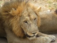 Löwe, Queen Elizabeth Nationalpark, Uganda