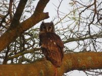 Uhu, Queen Elizabeth Nationalpark, Uganda