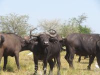 Büffelherde, Ishasha-Sektor, Queen Elizabeth Nationalpark, Uganda