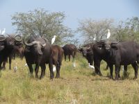 Büffelherde, Queen Elizabeth Nationalpark, Uganda
