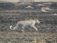 Leopard, Ishasha-Sektor, Queen Elizabeth Nationalpark, Uganda