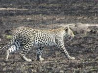 Leopard, Ishasha-Sektor, Queen Elizabeth Nationalpark, Uganda