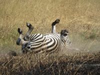 Zebra, Lake Mburo Nationalpark, Uganda
